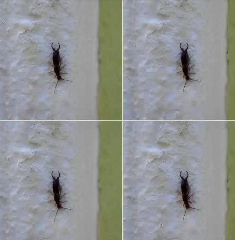 If You Find This Insect in Your Home, Here’s What It Could Mean